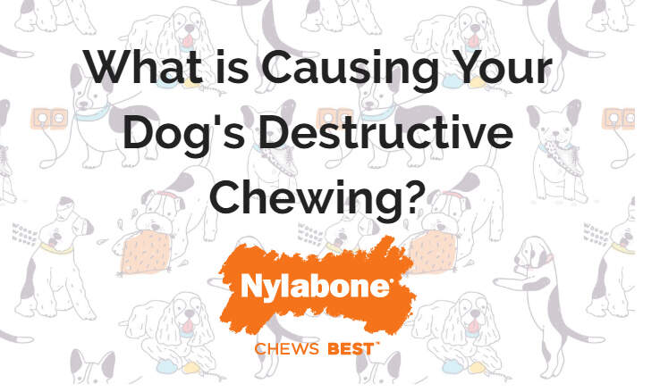 why-is-my-dog-chewing-nylabone