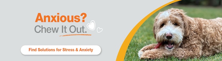 Dog anxiety and stress solutions banner