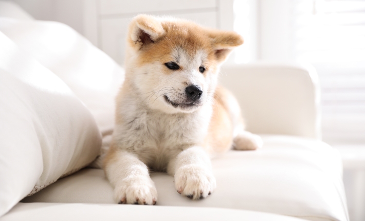 akita dog sitting on couch