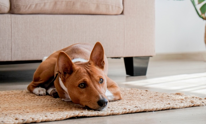 basenji dog sitting on rug