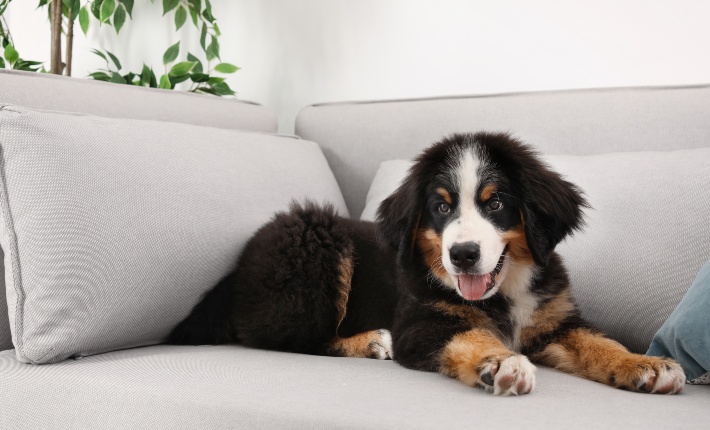 bernese mountain dog on couch