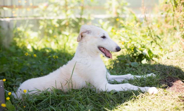 borzoi dog sitting in grass