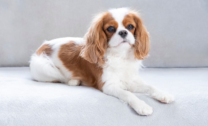 cavalier king charles spaniel dog