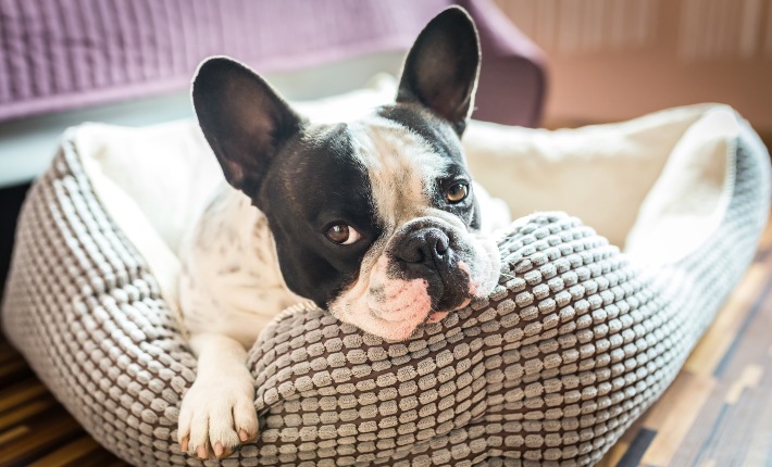 french bulldog in bed