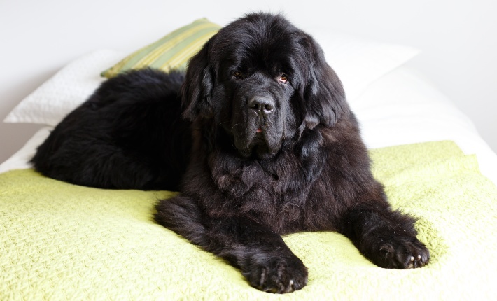 newfoundland dog on bed