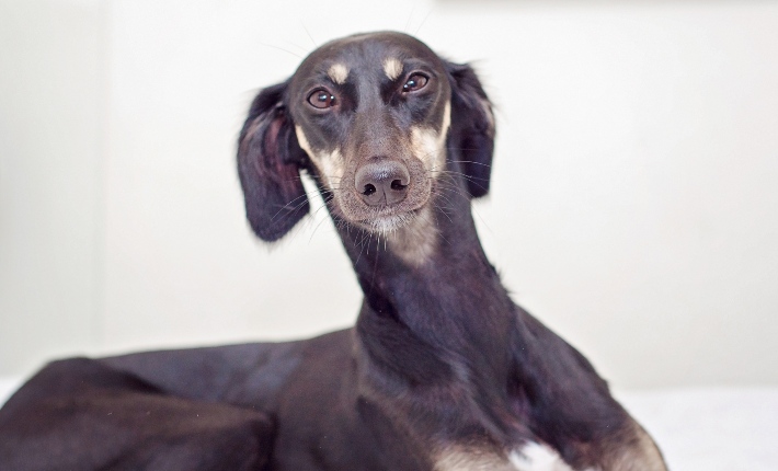 saluki persian greyhound dog