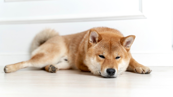 shiba inu dog sleeping