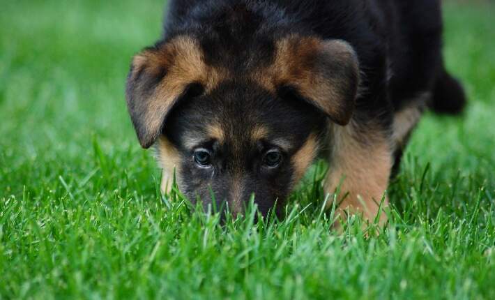 german shepherd puppy sniffing