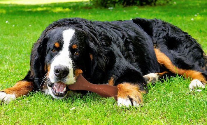 bernese mountain dog chewing on a nylabone power chew dog toy