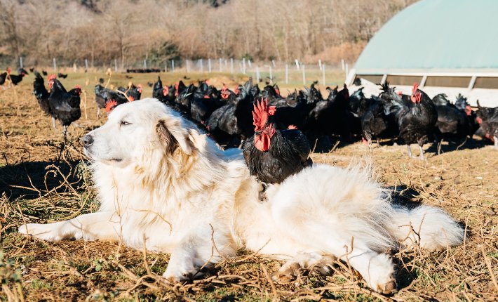 great pyrenees dog guarding chickens on a farm