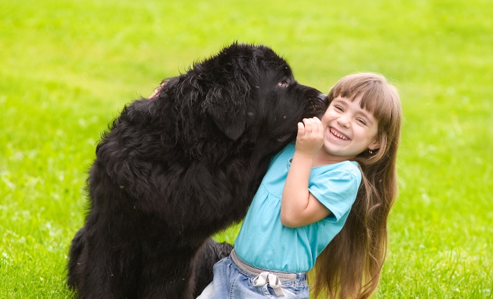 newfoundland dog showing love to a young girl