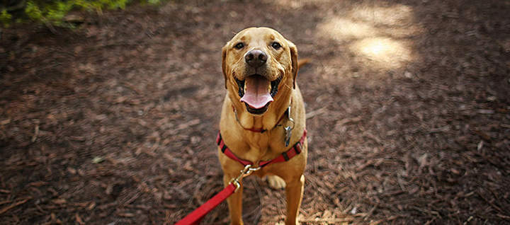 Leashed dog smiling