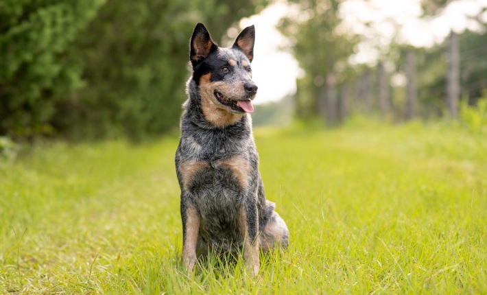 Australian Cattle Dog sitting in grass