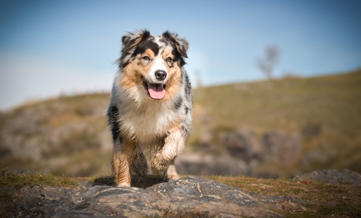 Australian Shepherd running outside