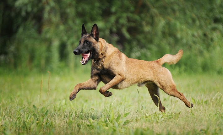 Belgian Malinois running on grass