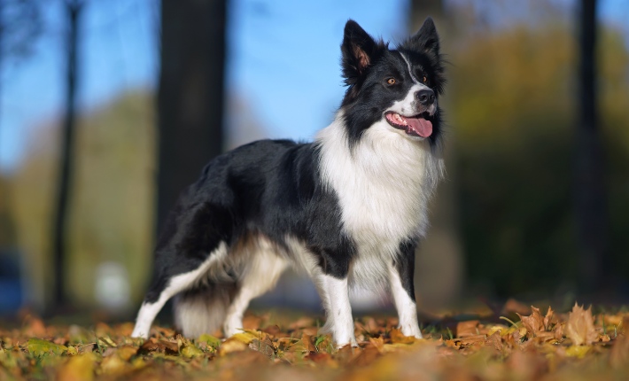 Border Collie outside