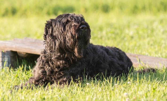 Bouvier des Flandres sitting on grass