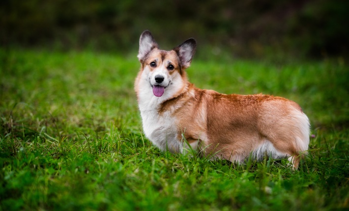 Pembroke Welsh Corgi outside