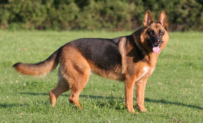 German Shepherd standing on grass