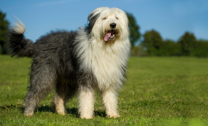 Old English Sheepdog standing on grass