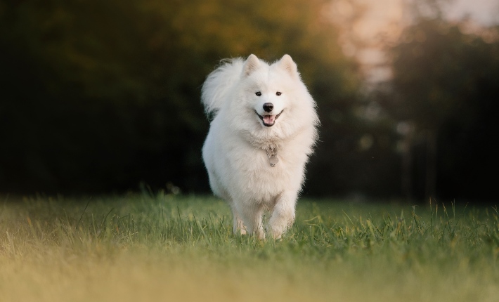 Samoyed running outside