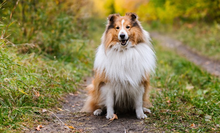 Shetland Sheepdog sitting outside