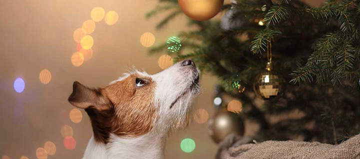 Puppy's Joyful, Not Stressful Holidays