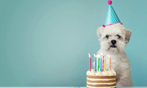 dog-birthday-cake