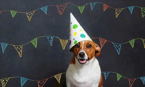 dog-birthday-hat