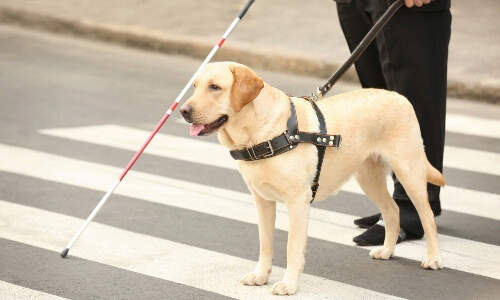 guide-dog-crossing-street