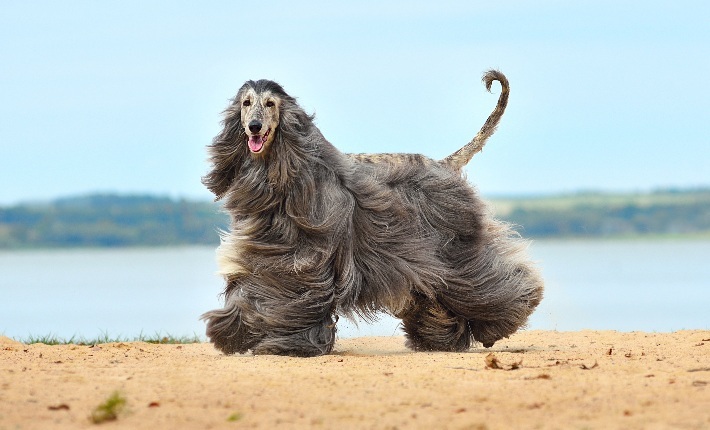 afghan hound walking on beach