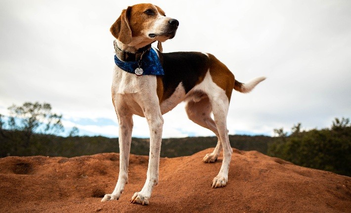 american foxhound on dirt