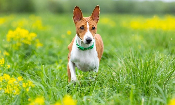 basenji walking through field