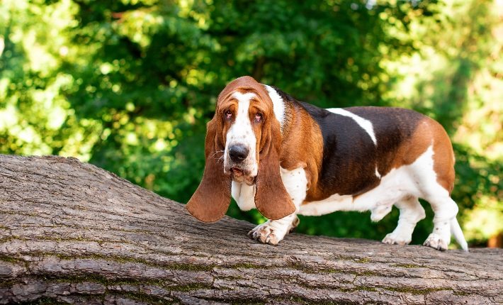 basset hound standing on log