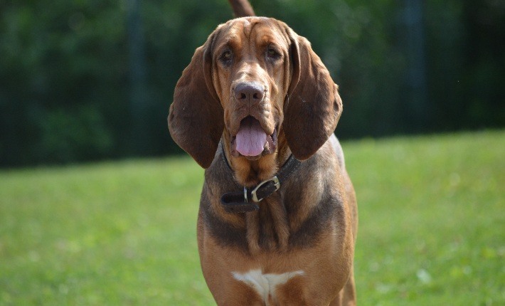 bloodhound outside on grass