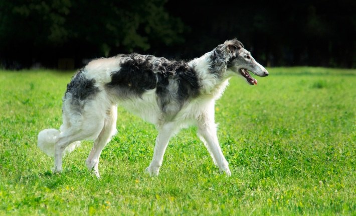 borzoi walking on grass