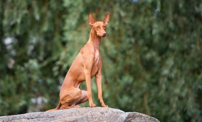 cirneco dell’etna sitting on rock