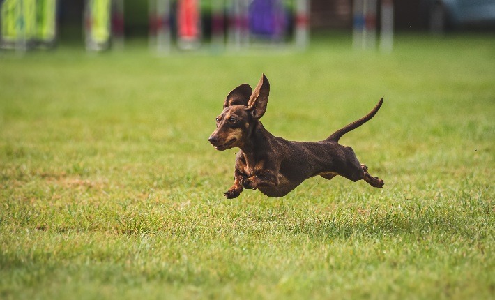 dachshund running through grass