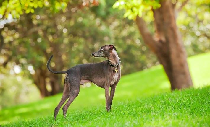  italian greyhound at park