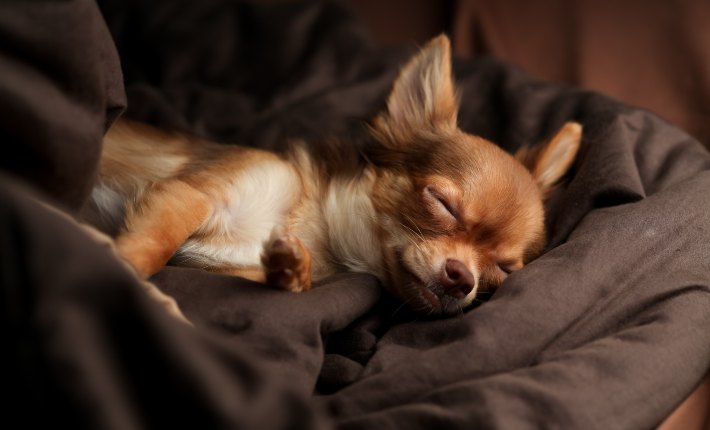 chihuahua sleeping