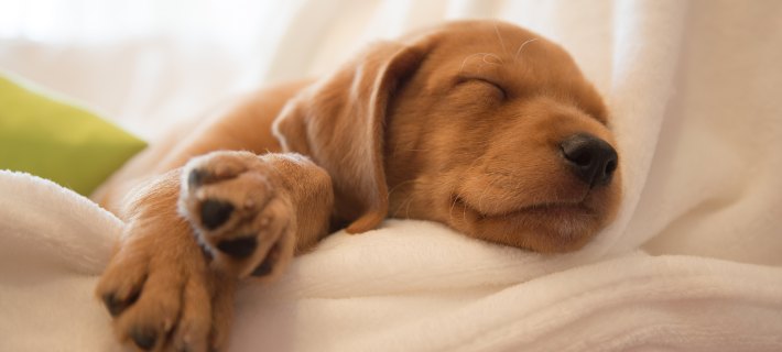 puppy sleeping