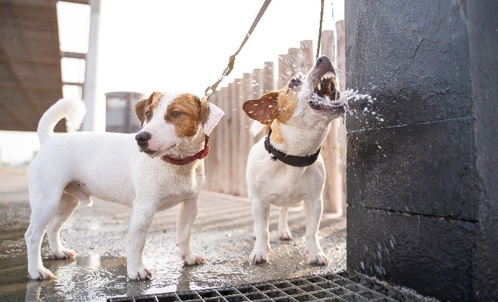 two jack russels drinking from street tap