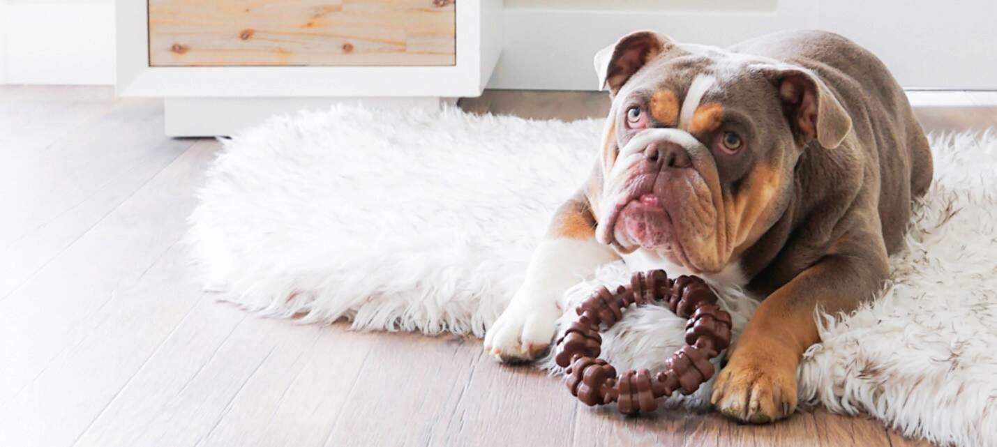 bulldog-textured-chew-ring