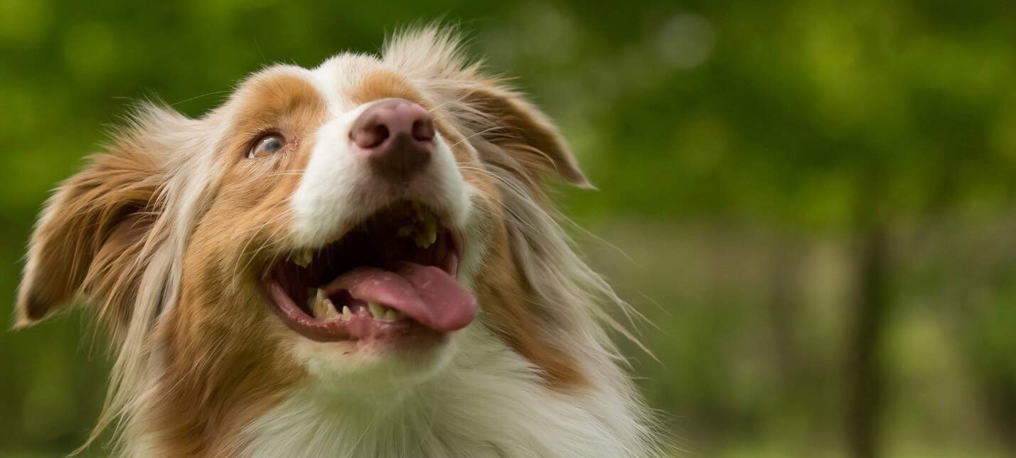 happy-dog-tongue-out