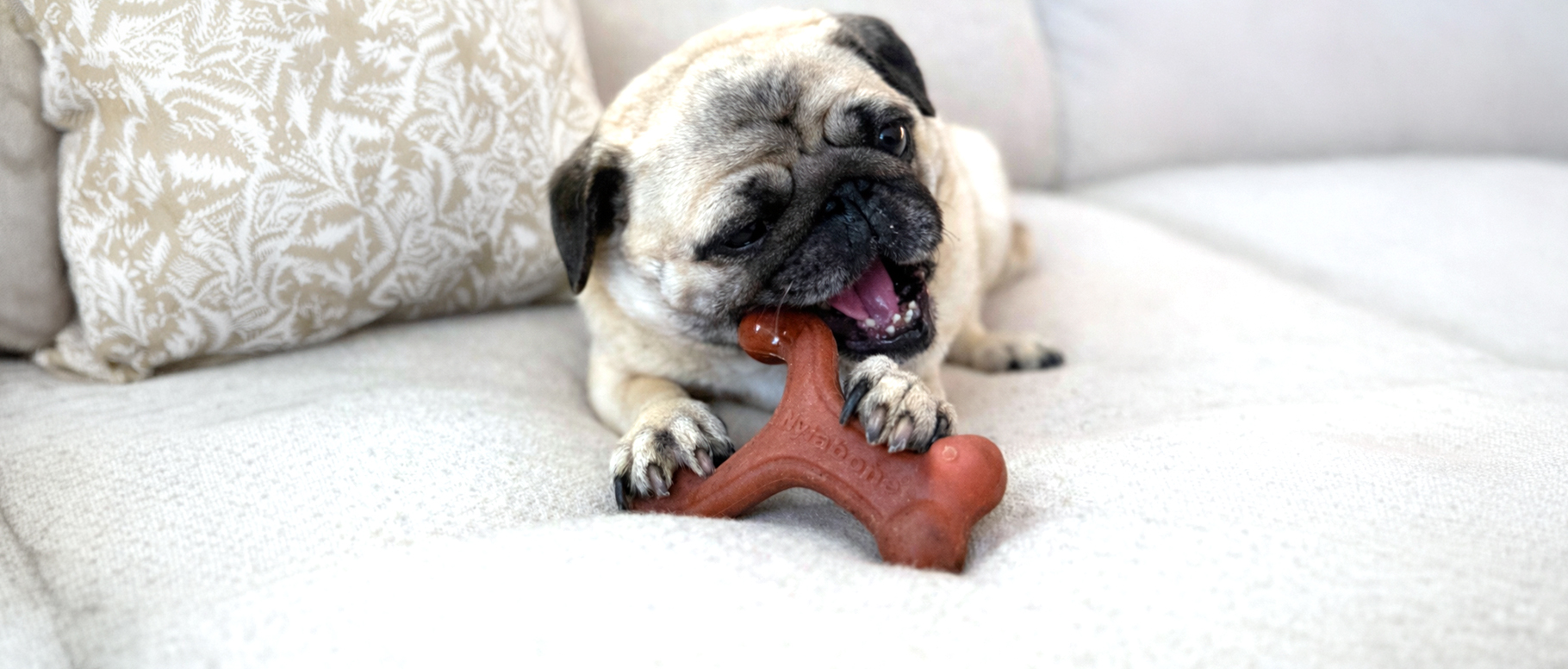 Pug chewing a Nylabone chew toy.