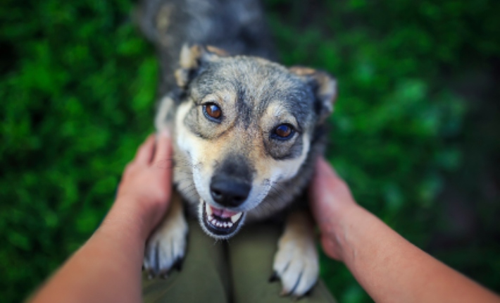 dog looking up at person