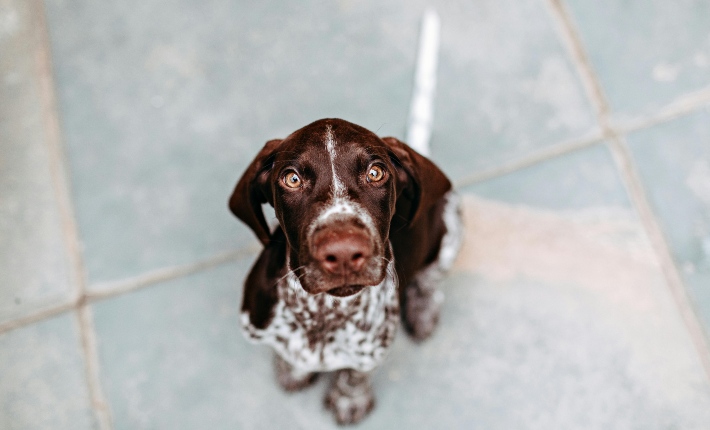 brown and white dog sitting