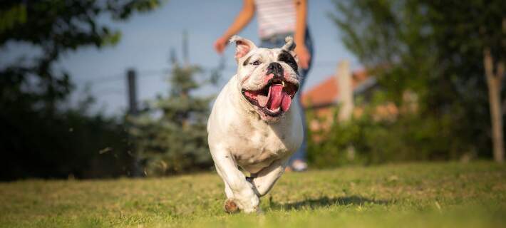 dog playing a game of fetch in the grass with owner