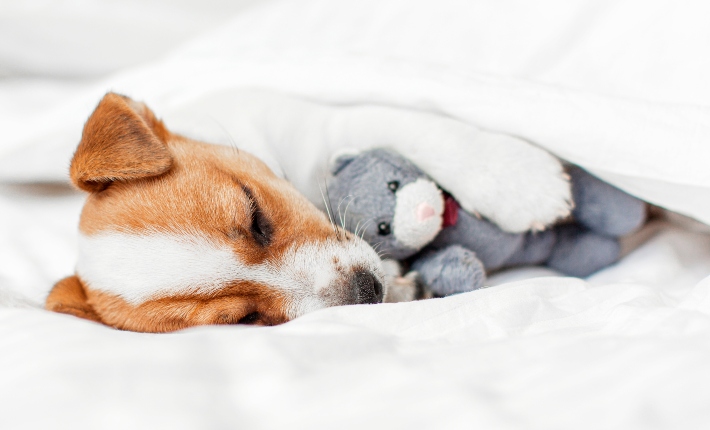 jack russell terrier puppy laying down with a stuffed bear