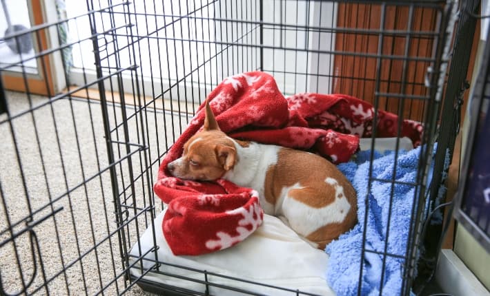 Sleeping dog in a cozy crate